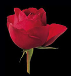 Damen - Top Rose 3 D
